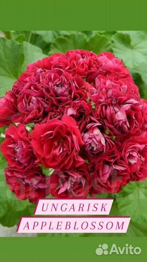 Пеларгонии сортовые