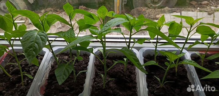 Рассада помидор и перцев и баклажанов