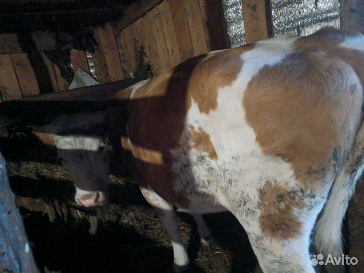 Телки с теленком