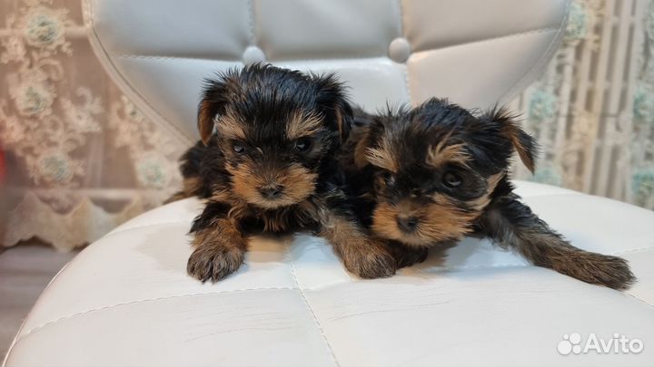 Йоркширский терьер мини беби фейс щенки