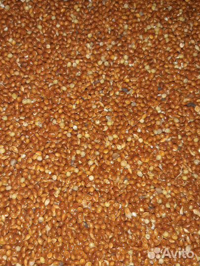 Просо красное и желтое