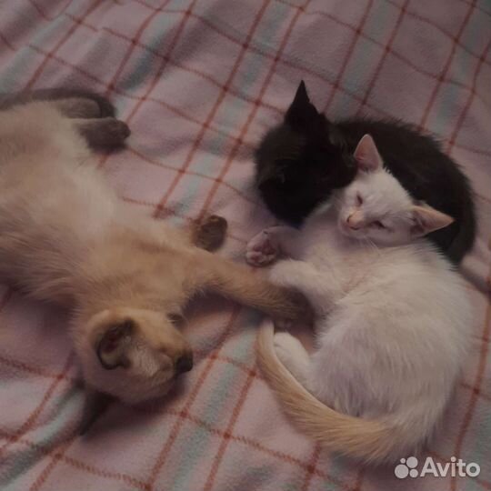 Котята в добрые руки