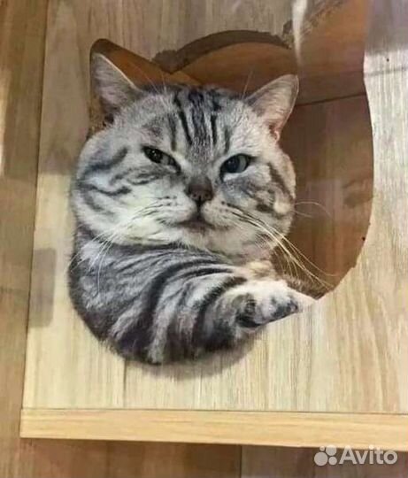 Кошачий домик