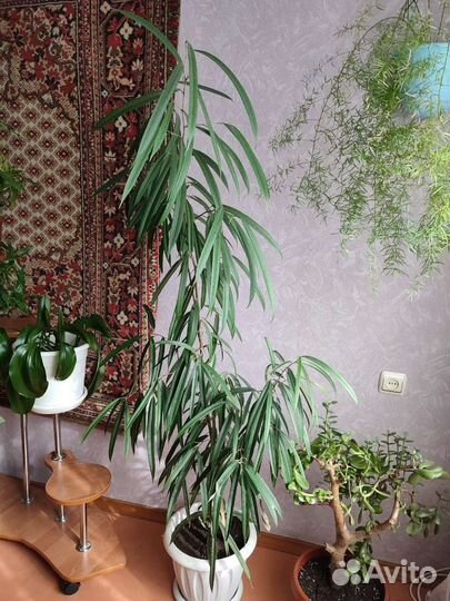 Комнатные цветы