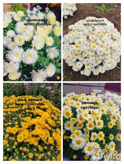 Хризантемы мультифлора