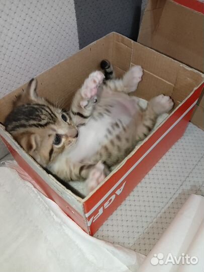 Котенок мальчик 1 месяц