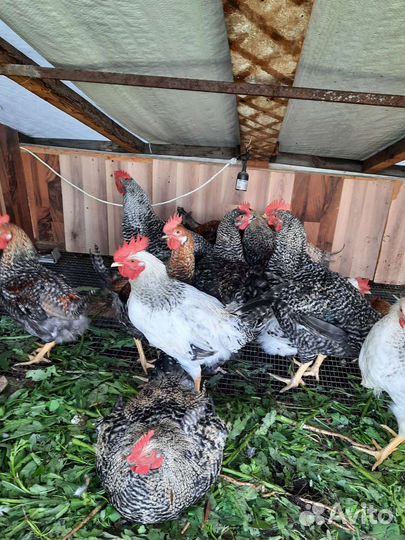Молодые петухи