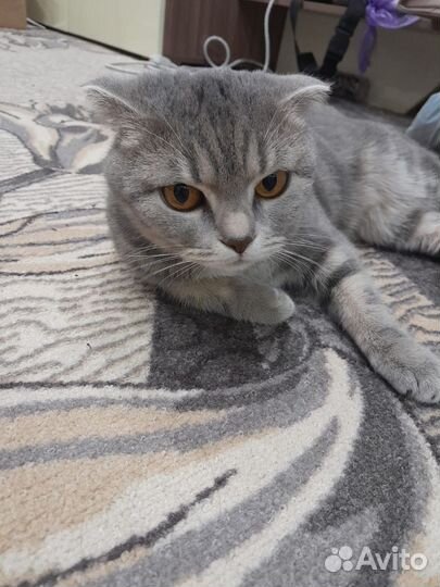 Шотландская кошка вязка