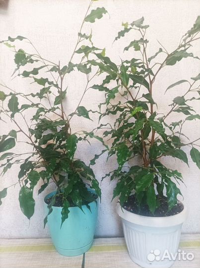 Папоротник, сингониум, плющи и др