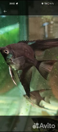 Аквариумные рыбки