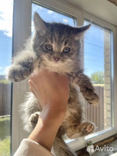 Котенок 2 месяца