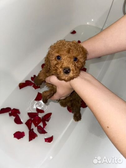 Той-пудель девочка