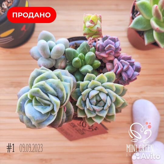 Суккуленты