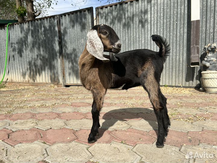 Козленок и козочка Англо-Нубийской породы