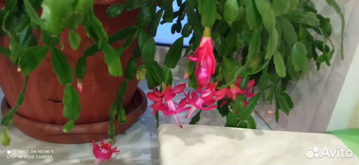 Декабрист шлюмбергера