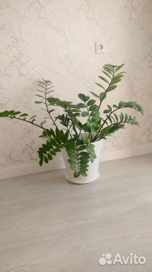 Комнатные растения цветы