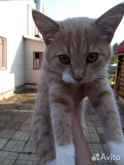 Кошечки с плохим опытом. Возьмите девочек)