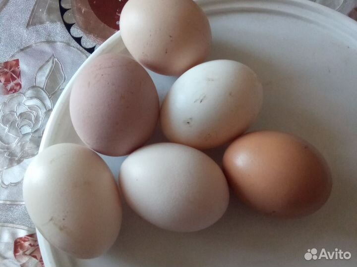 Яйцо куриное
