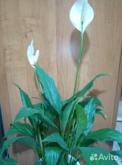 Продаются домашние цветы