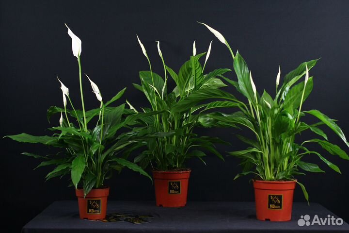 Спатифиллум\Женское счастье\Комнатные растения