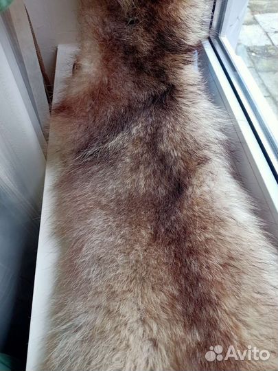 Шкура енота