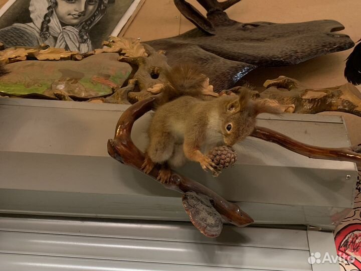 Чучела животных