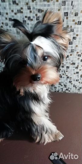 Йоркширский терьер