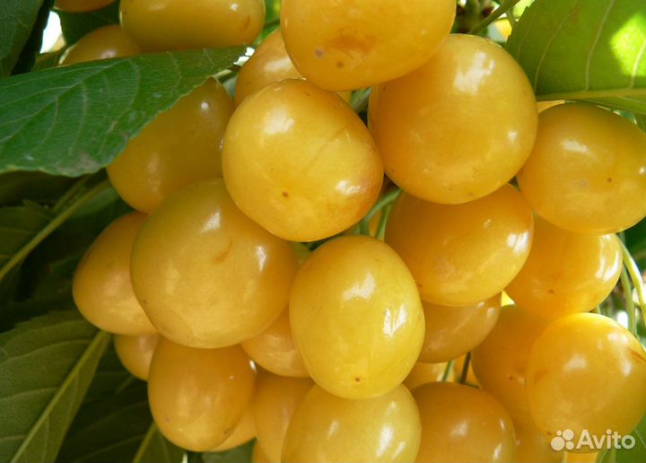 Саженцы черешни