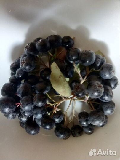 Черноплодная рябина ягоды