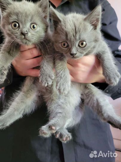 Шотландские котята