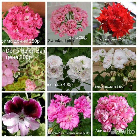 Пеларгония