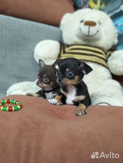 Щенки чихуахуа