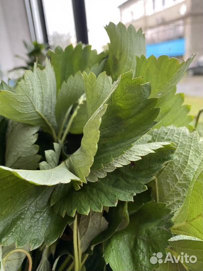 Рассада клубники усы