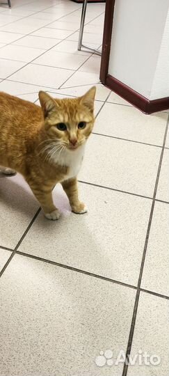 Кошка в дар бесплатно