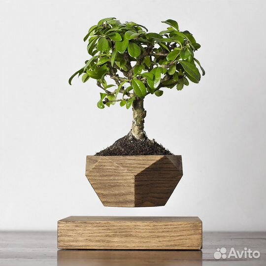 Левитирующий горшок бонсай