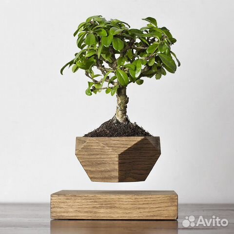 Левитирующий горшок бонсай