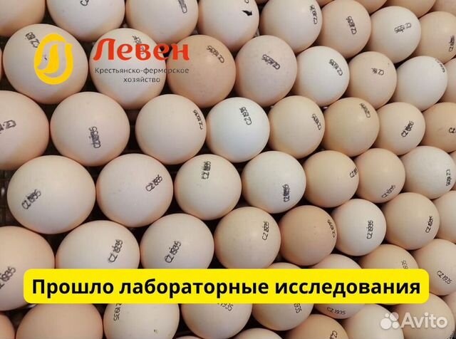 Инкубационное яйцо. Кобб и Росс. Из Европы