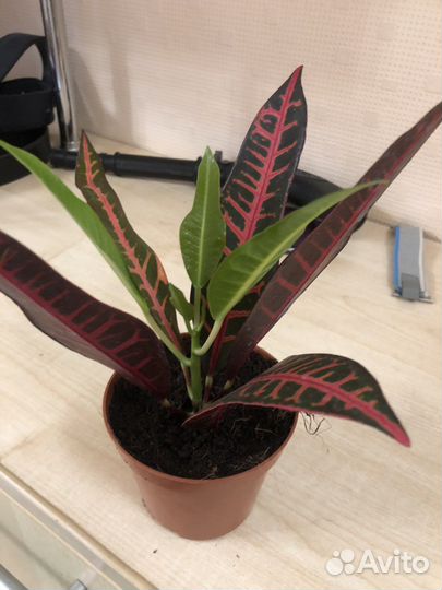 Кодиеум кротон