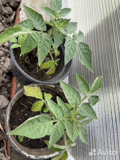 Рассада помидор