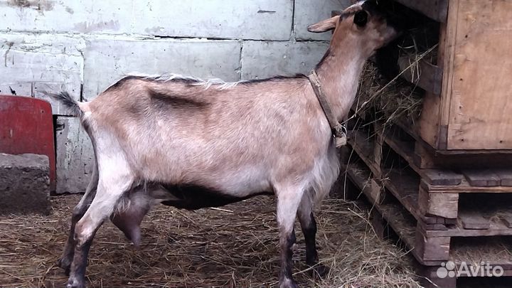 Продаю коз и козла