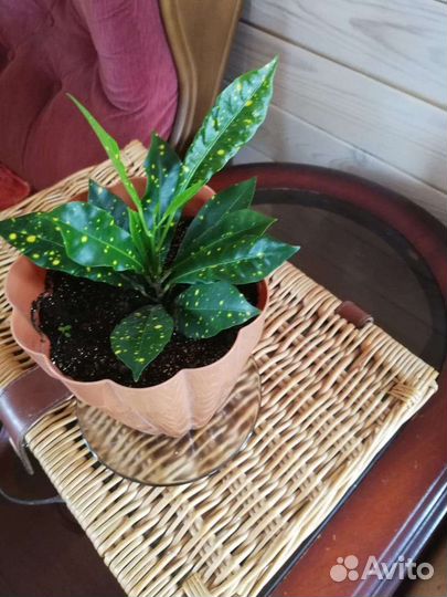 Традесканции, коллизия,кротон