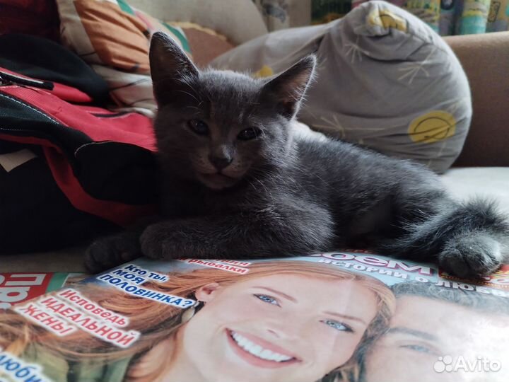 Котёнок в добрые руки