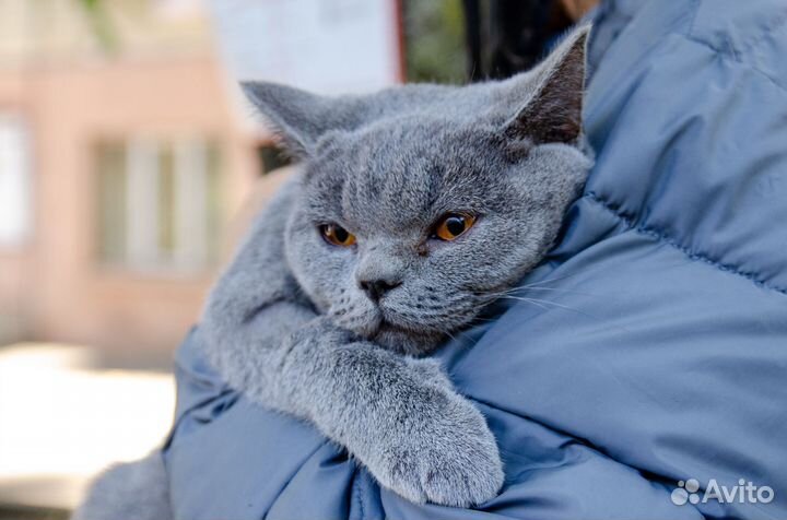 Отдам кошку в добрые руки