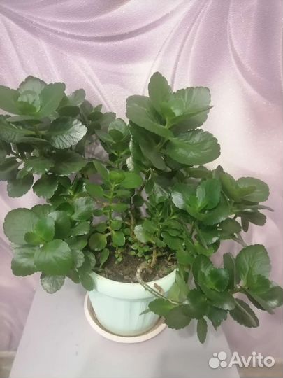 Комнатные растения цветы