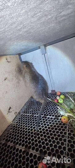 Самцы на поемя