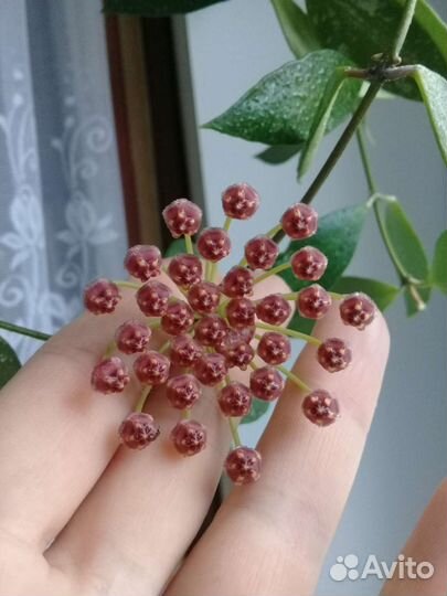 Хойя грацилис