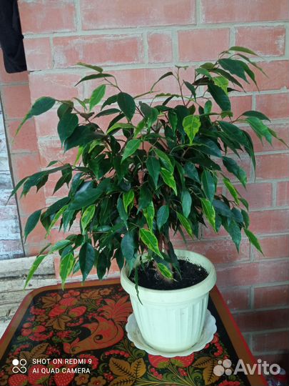 Фикус бенджамина