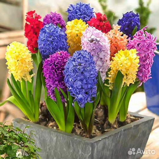 Луковичные голландские