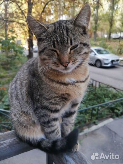 Василек ищет дом