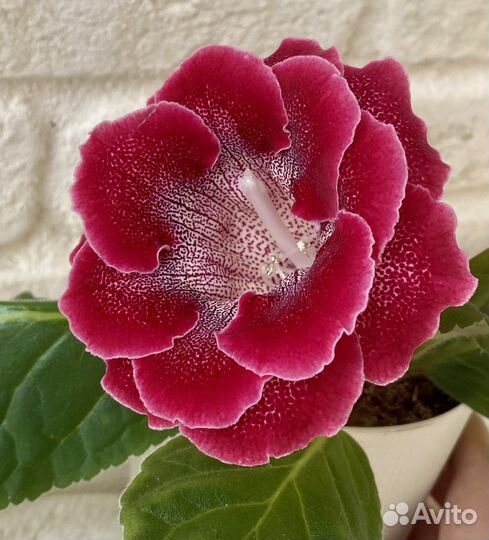 Глоксиния клубень ви-бранденбургский концерт